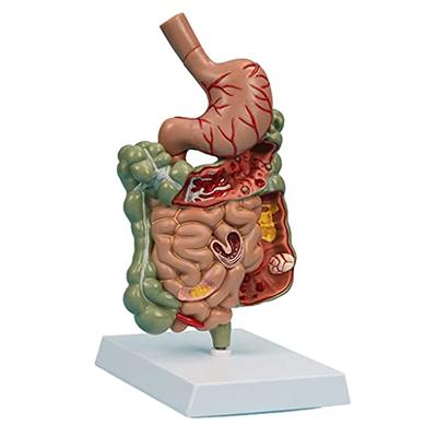 EVOTECH Human Muscle and Organ Model, 27-Part 1/2 Life Size