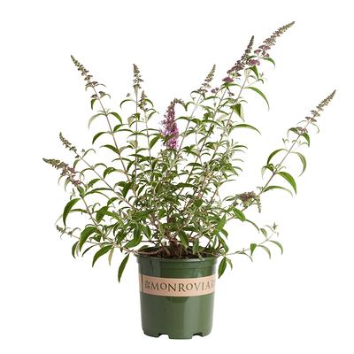 Lowe's Purple Lavender in 1.5-Gallon (s) Pot in the Perennials department  at