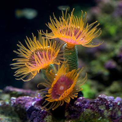  Danmu 1pc Glowing Effect Artificial Coral Plant Ornaments,  Aquarium Coral Decor for Fish Tank Aquarium Decoration 7 4/5 x 3 1/2 x 5  9/10 : Pet Supplies