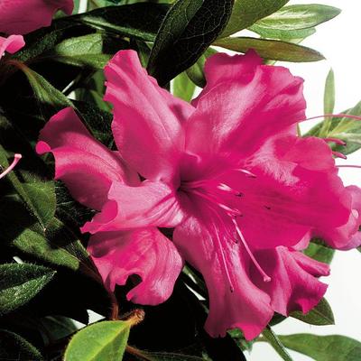 BELL NURSERY 2 Gal. Japanese Rose (Rosa rugosa) Live Shrub with