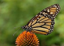 اضخم بحث عن الحشرات- موضوع كامل عن الحشرات-موسوعة شاملة عن عالم الحشرات-عالم الحشرات 220px-Monarch_Butterfly_Danaus_plexippus_on_Echinacea_purpurea_2800px