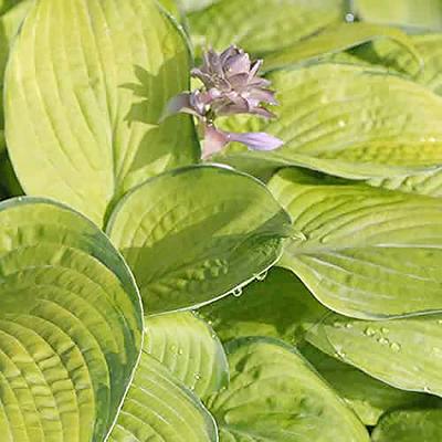 50 Seeds Blue Lily / Blue Rare Lily Plant Seeds Potted 