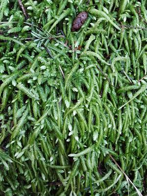 Sukh 7oz Sphagnum Moss for Plants - Sphagnum Peat Moss Natural
