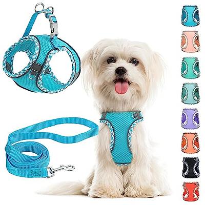 Vibrant Life Solid Nylon Dog Collar with Metal Buckle, Blue