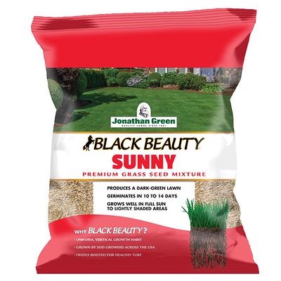 Regal Black Caraway Seed - 5 lb.