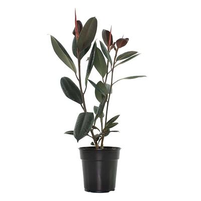 national PLANT NETWORK Desert Rose Assorted Mix (Adenium) in 4 in. Grower  Containers (3-Plants) HD7730 - The Home Depot