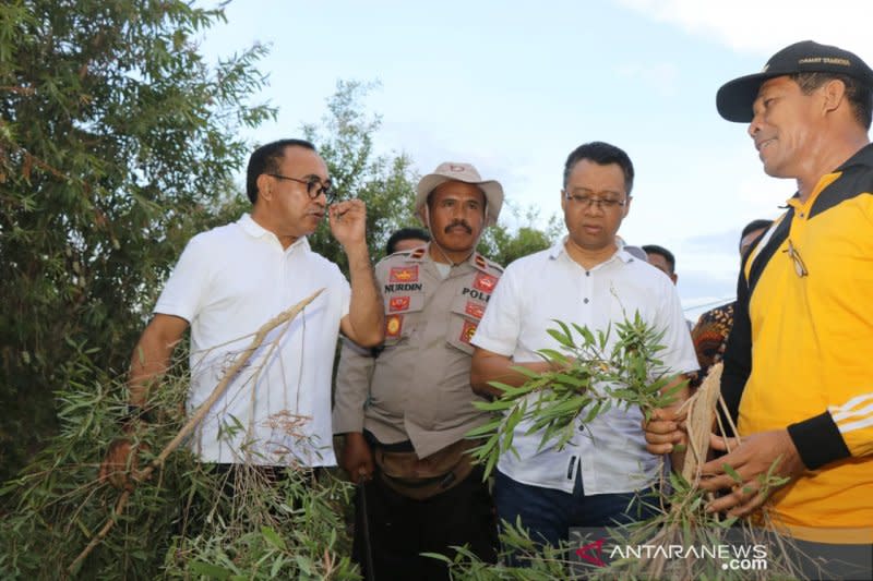 Pembuatan Minyak Kayu Putih Dapat Dilakukan Dengan Cara - Membuat Itu