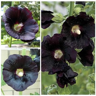 Hollyhock Nigra Alcea Rosea Seeds