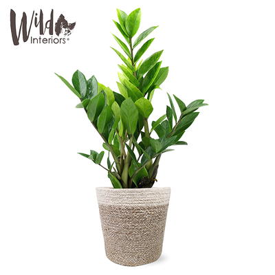 Plant - Yahoo Shopping