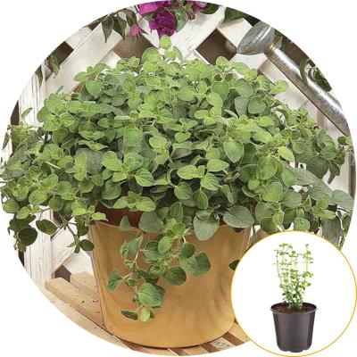 Ferry-Morse Plantlings Viola Sorbet Harvest Mix Live Baby Flower