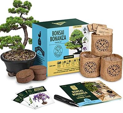 Unique Gift Ideas: Flat-Packaged DIY Bonsai Tree Kit