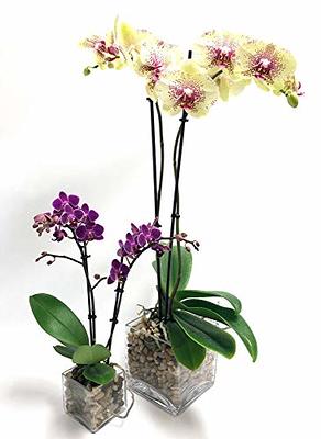 White Orchid Kokedama Ikebana Taste, Moss Ball With Beautiful