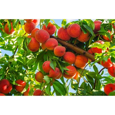 Online Orchards Dwarf Red Delicious Apple Tree Bare Root