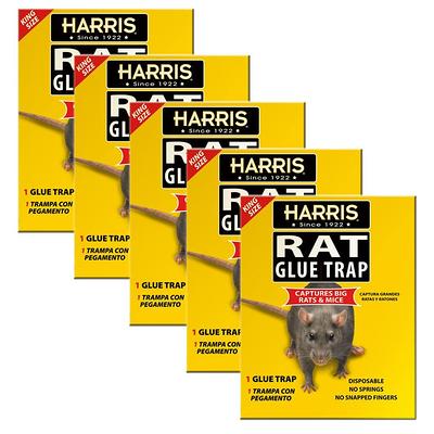 Harris Rat and Mouse Glue Trap Rodent Trap (Non-Lethal) in the Animal &  Rodent Control department at