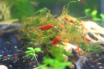 50 Cherry Shrimp 2 Marimo Moss Balls Live Tropical Neocaridina RCs Aquarium  for sale online