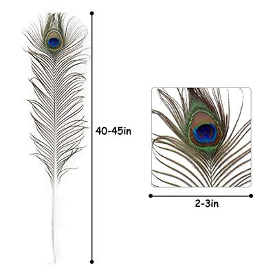 Natural Real Peacock Feathers UK (30-35 Inches) Large - in A Pack of 10 Pcs