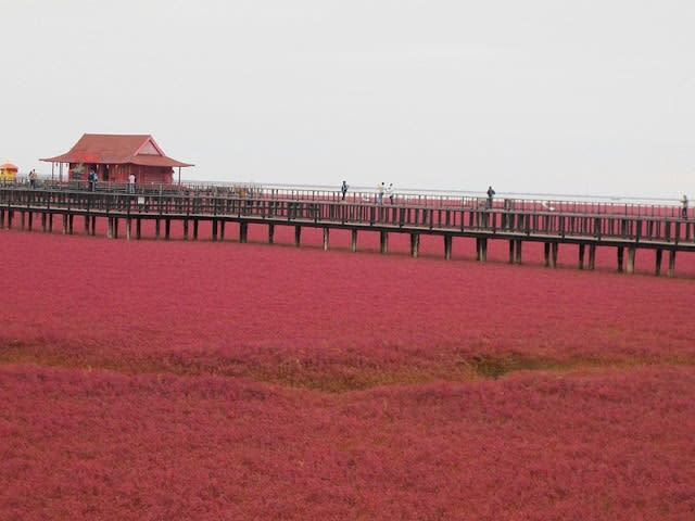 الشاطئ الأحمر في الصين..  Panjin-red-beach-82