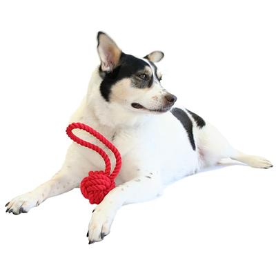 Eaersan Spring Pole Dog Rope Toys,Dog Interactive Tether Tug of War Toy,Dog  Indoor/Outdoor Bungee Hanging Toy for Exercise and Solo Play for Small