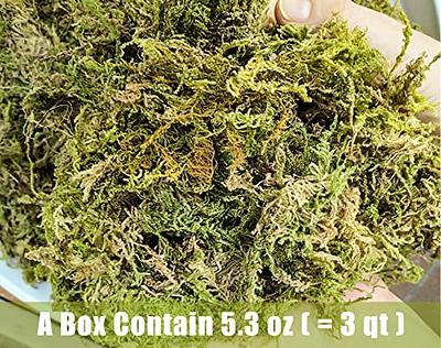 2 Pcs Sphagnum Moss, Peat Moss, Sphagnum Moss for Reptiles, Water Moss, Fake Moss, Green Dried Moss, Craft Moss for Plant Potted Plants Flower 