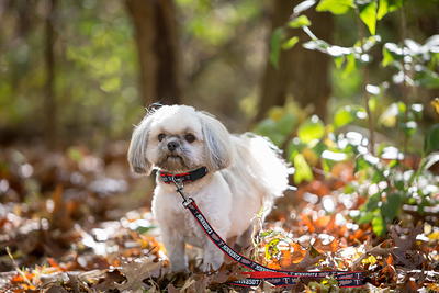 Minnesota Twins Dog Jersey, Dog Collar and Leashes