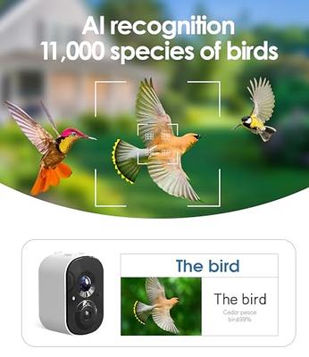 BirdDock Hummingbird Feeder with Camera, Smart Bird Feeder with APP, AI  Recognition, Auto-Notification, 1080 HD Live Video for Watching Birds, Bird