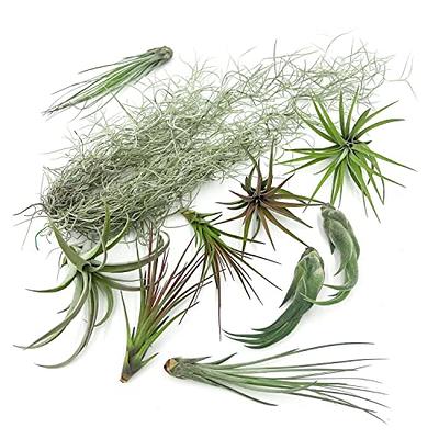 ragnaroc Live Air Plants - Tillandsia Gift Box TOR Variety Pack - 10 Count  Large 3-5 inches – Live Indoor Plants & Live 15 inch Spanish Moss – Live  Plants for Home décor, Live Arrival Guaranteed - Yahoo Shopping