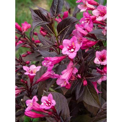 BELL NURSERY 2 Gal. Japanese Rose (Rosa rugosa) Live Shrub with Pink  Flowers ROSA2JAPN1PK - The Home Depot