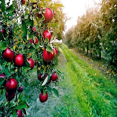 red apple tree garden