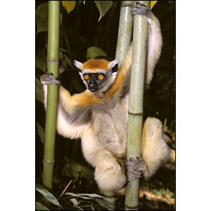 موسوعة ( الحيوانات مهددة الإنقراض )  _41117124_lemurs_bbc300