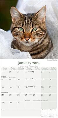 2024 Cats Wall Calendar - Yahoo Shopping