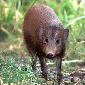 موسوعة ( الحيوانات مهددة الإنقراض )  _41117128_pygmyhog_bbc.jgg