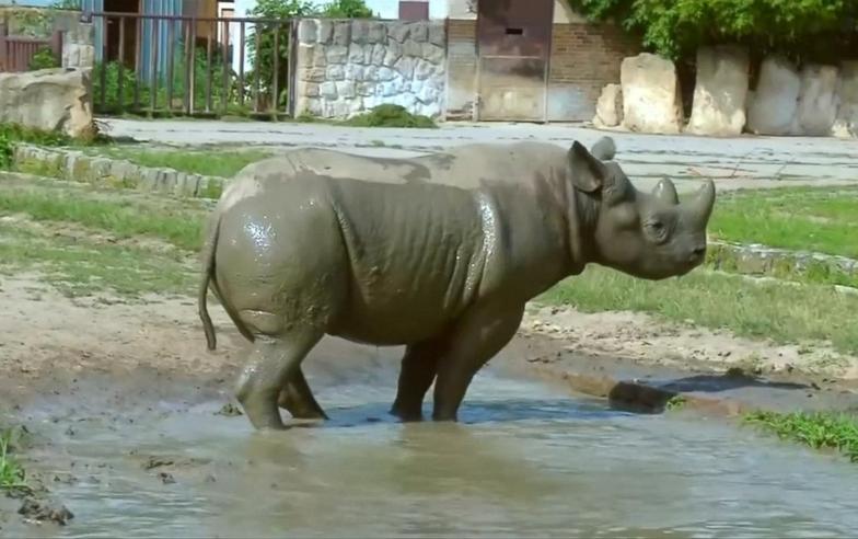 Endangered black rhinos relocated to Rwanda