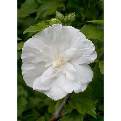Proven Winners Pink Chiffon Rose Of Sharon Flowering Shrub in 2-Gallon (s)  Pot in the Shrubs department at