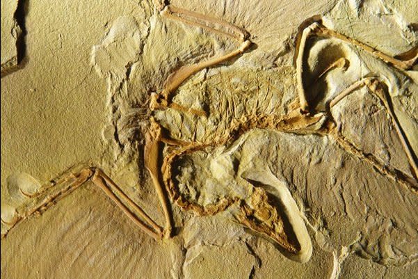 موسوعة ( الحيوانات مهددة الإنقراض )  Archaeopteryx