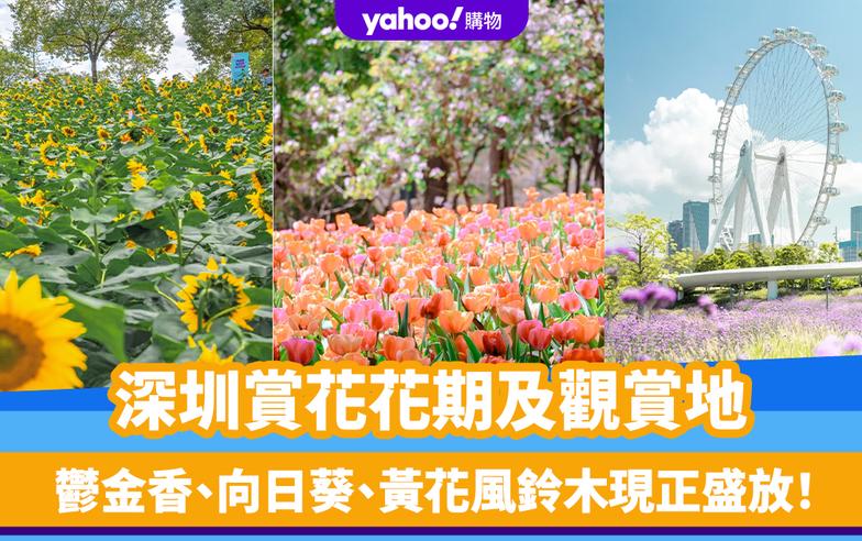 深圳賞花｜一文睇清各花花期及觀賞地 3月鬱金香、向日葵、黃花風鈴木 4月馬鞭草、泰國櫻花（持續更新）