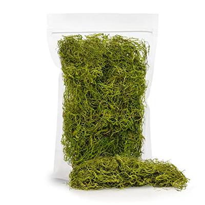 O-FarFarm Sphagnum Moss for Potted Plants 1 qt, Natural Dried Moss for  Orchid, Carnivorous Plants, Terrarium Decor, Natural Reptile Vine