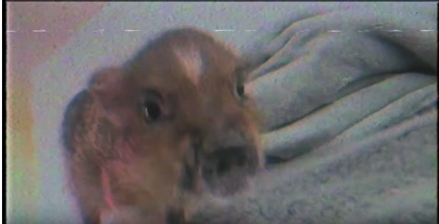 Ariana Grande's pet pig, Piggy Smalls, in a still from the music video 