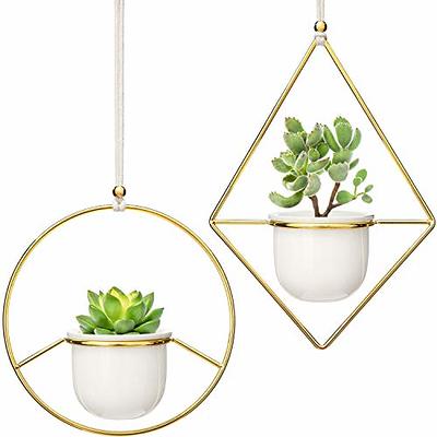 White Geometric Pots & Tillandsia Air Plants