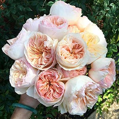 CHUXAY GARDEN Juliet Rose Flower Seed 10 Seeds Sweet Flowers Highly  Fragrant Beautiful Distinctive Petals Wonderful Choice for Garden - Yahoo  Shopping