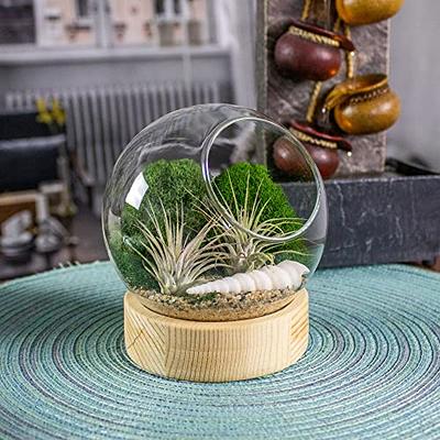 Air Plant Moss - Forest Dark Green Reindeer Moss - for Tillandsia airplant  decor