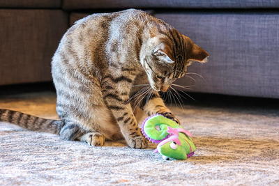 Vibrant Life Chameleon Cat Toy with Catnip - Yahoo Shopping