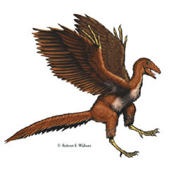 موسوعة ( الحيوانات مهددة الإنقراض )  Archaeopteryx