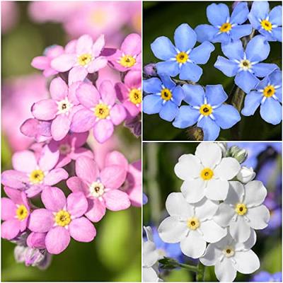 White Forget-Me-Not Seeds For Planting (Myosotis alpestris) Seed Needs