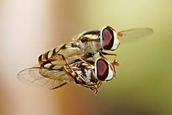 اضخم بحث عن الحشرات- موضوع كامل عن الحشرات-موسوعة شاملة عن عالم الحشرات-عالم الحشرات 250px-Hoverflies_mating_midair