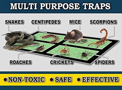 Mouse Rat Insect Sticky Adhesive Non-Toxic Mouse Sticky Adhesive Ready To  Use Indoors Outdoors for Trapping Rats Spiders Insects