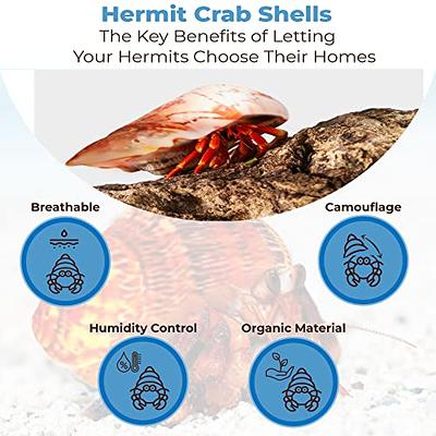 JOR Hermit Crab Shells, Medium and Large Growth Turbo Seashells, 1” - 2”  Shell Opening Size, for