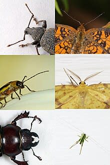 اضخم بحث عن الحشرات- موضوع كامل عن الحشرات-موسوعة شاملة عن عالم الحشرات-عالم الحشرات 220px-Insect_antennae_comparison