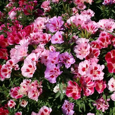 CHUXAY GARDEN Juliet Rose Flower Seed 10 Seeds Sweet Flowers