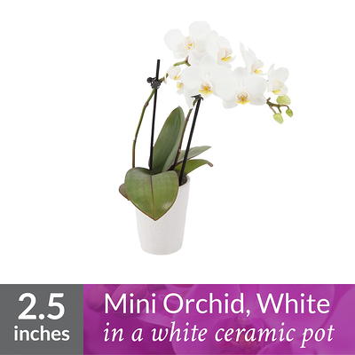 Just Add Ice White Holiday Mini Orchid Plant in Glass Pot - Yahoo Shopping