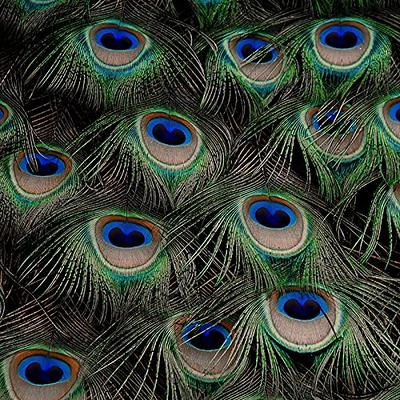 Natural Real Peacock Feathers UK (30-35 Inches) Large - in A Pack of 10 Pcs